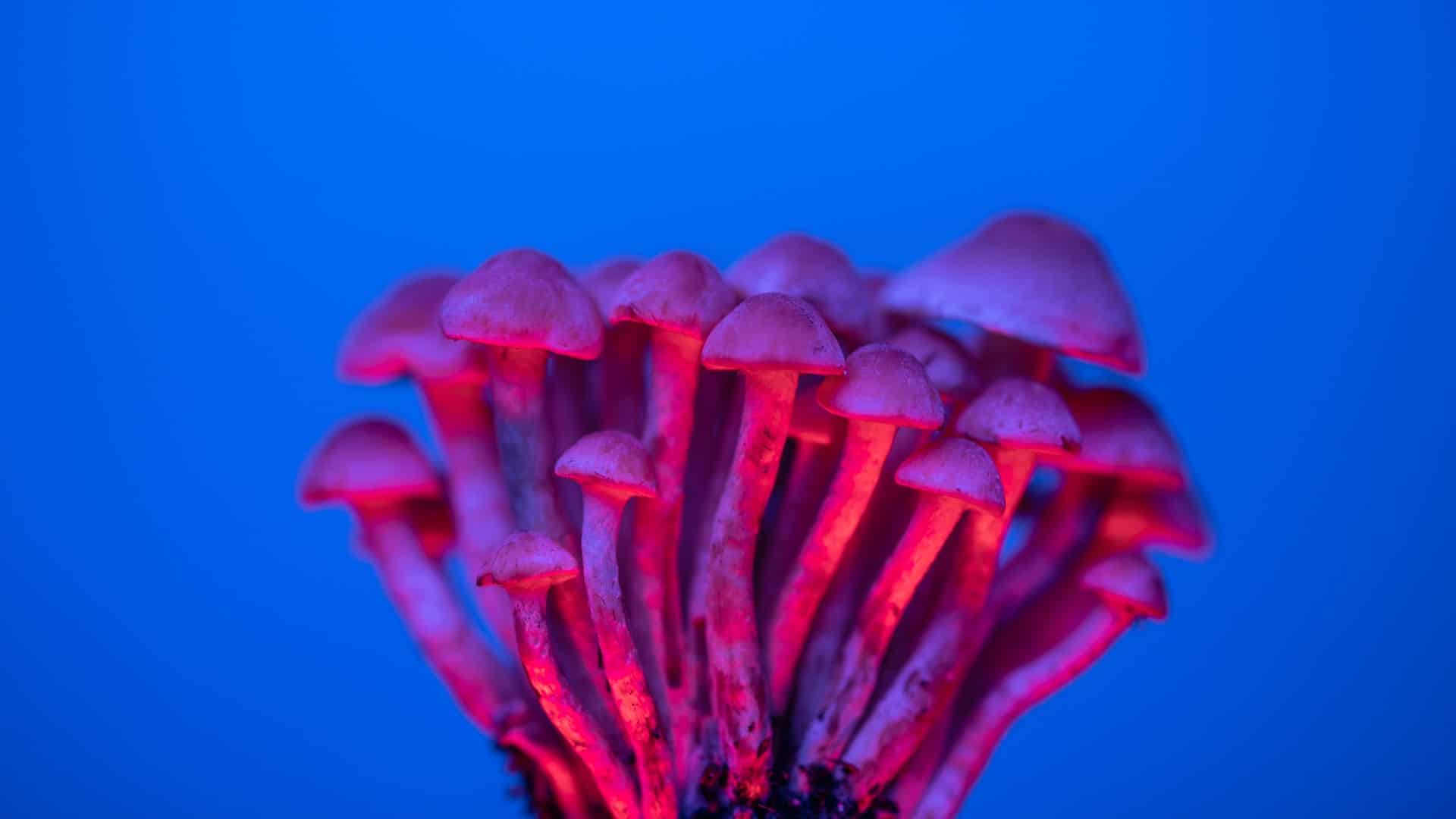 Psilocybin to Treat Addiction: Promising Breakthrough